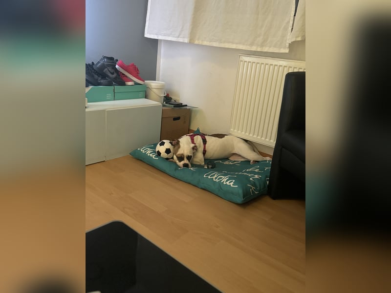 Junge Hündin dringend abzugeben