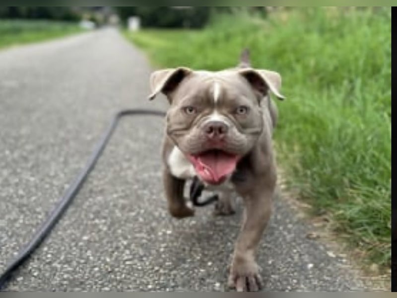OEB mix Bulldoge old english bulldog