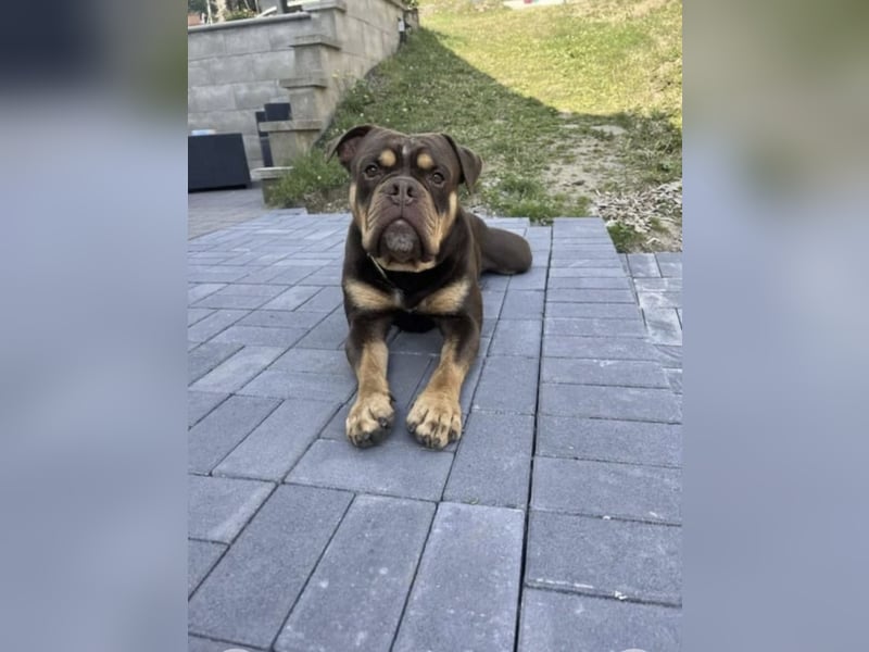 OEB mix Bulldoge old english bulldog