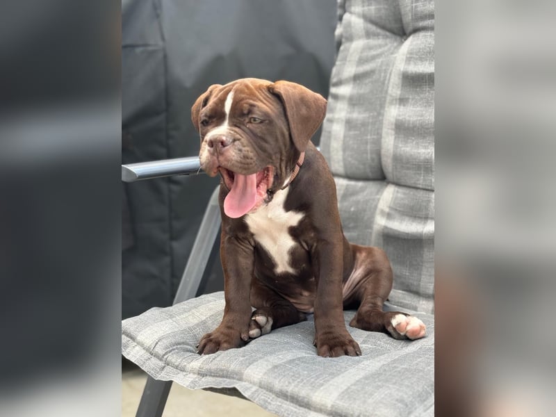OEB mix Bulldoge old english bulldog