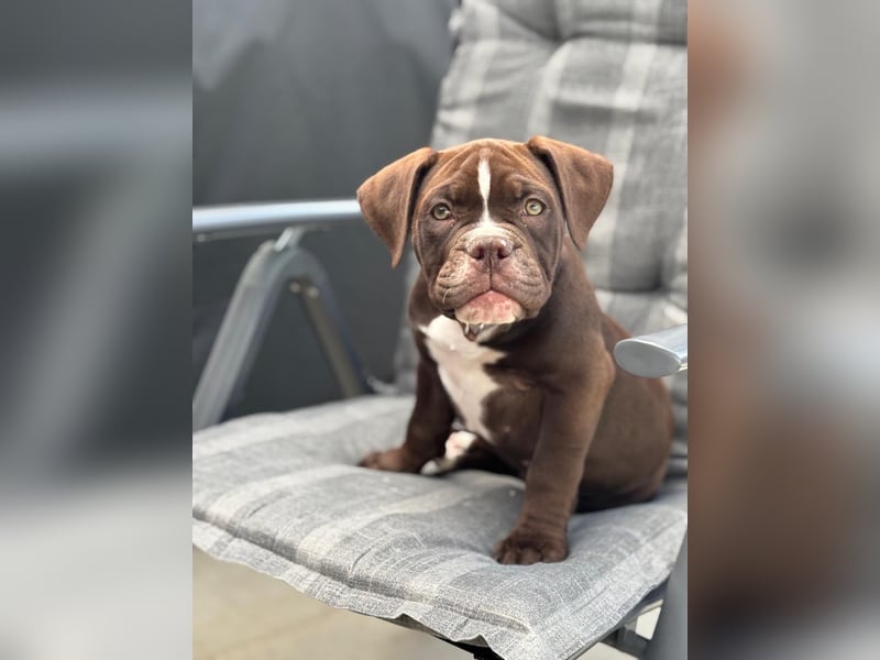 OEB mix Bulldoge old english bulldog