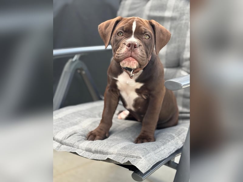 OEB mix Bulldoge old english bulldog