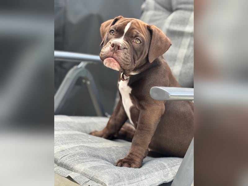 OEB mix Bulldoge old english bulldog