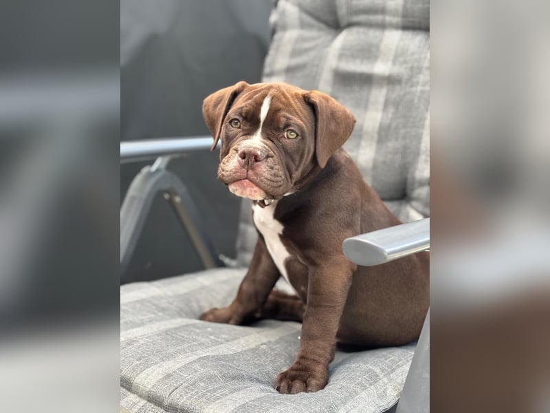 OEB mix Bulldoge old english bulldog