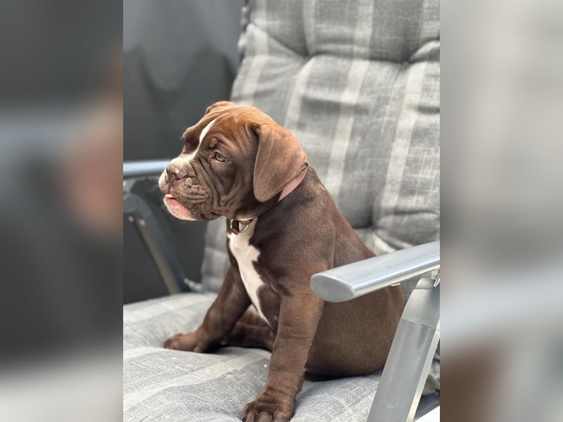 OEB mix Bulldoge old english bulldog