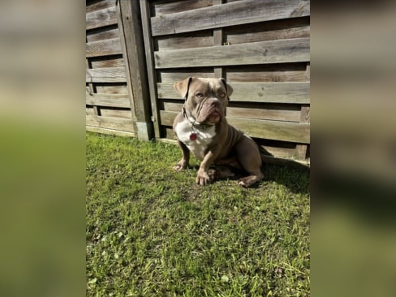 OEB mix Bulldoge old english bulldog