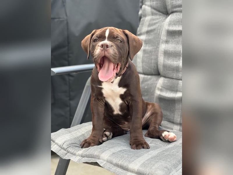 OEB mix Bulldoge old english bulldog