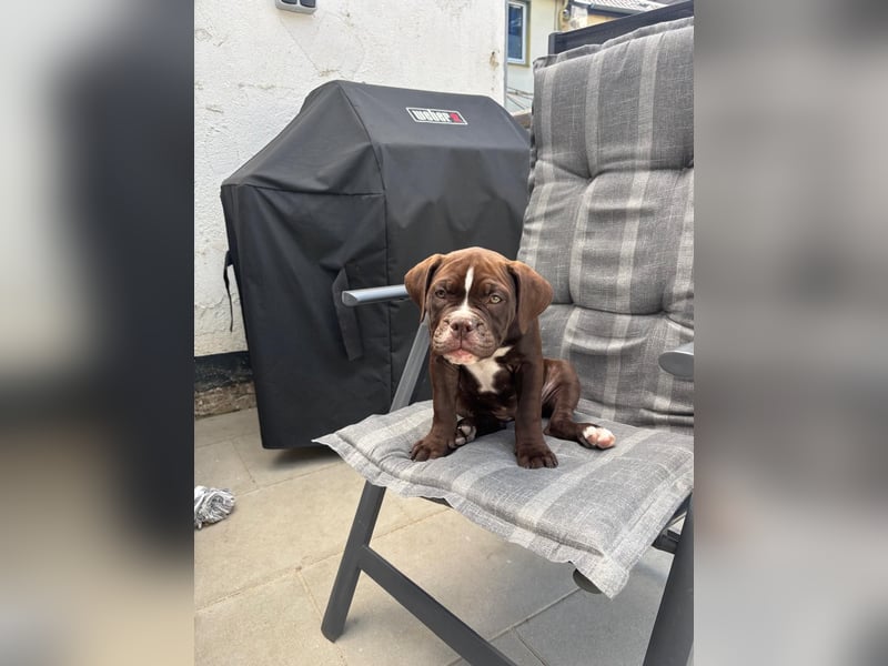 OEB mix Bulldoge old english bulldog