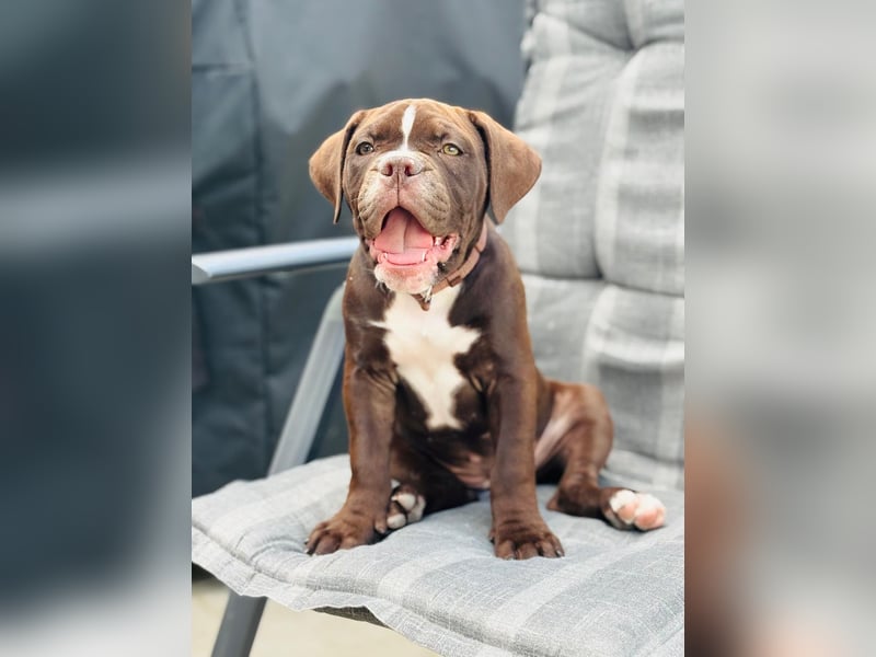 OEB mix Bulldoge old english bulldog