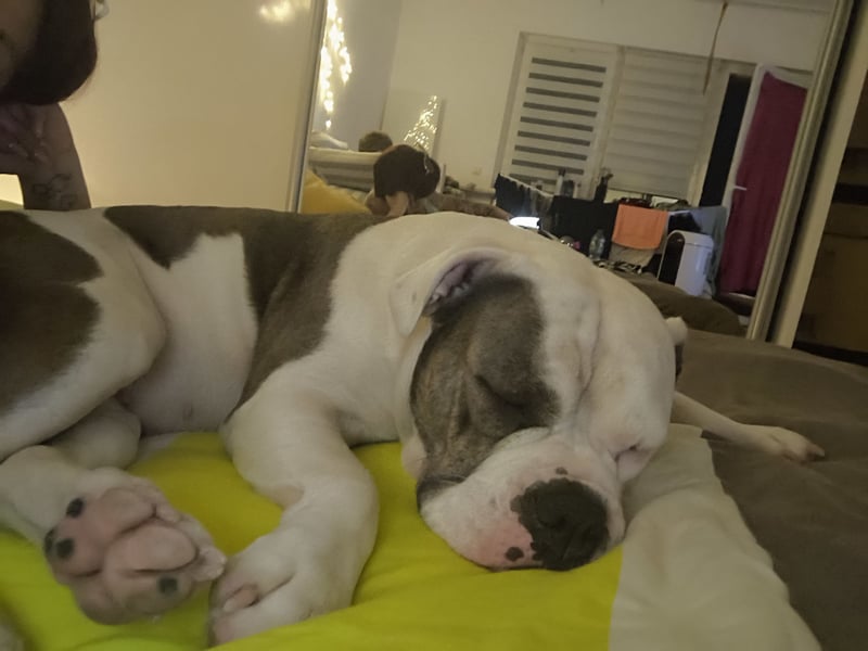 Bulldoggen-Mix-Dame