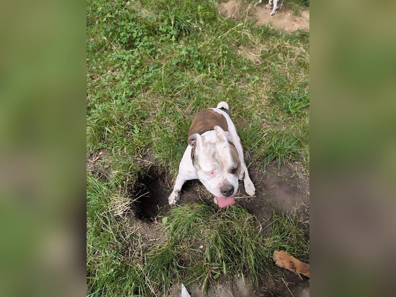 Bulldoggen-Mix-Dame