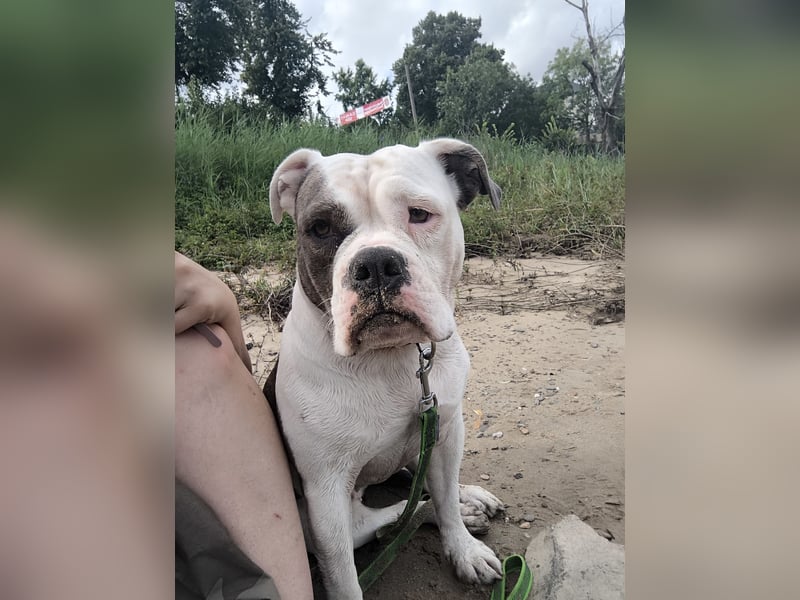Bulldoggen-Mix-Dame