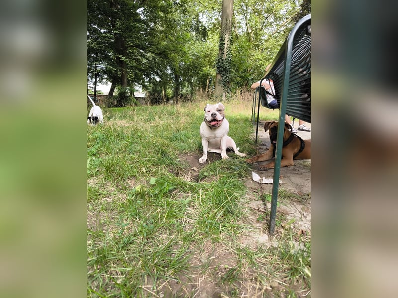Bulldoggen-Mix-Dame