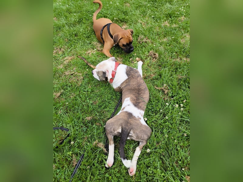 Bulldoggen-Mix-Dame