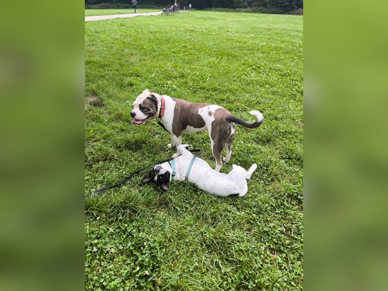 Bulldoggen-Mix-Dame