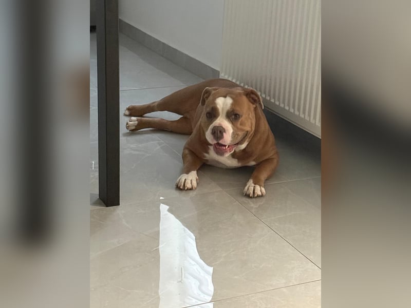 Wunderschöne, 3-jährige Old English Bulldog Hündin sucht ein liebevolles Zuhause