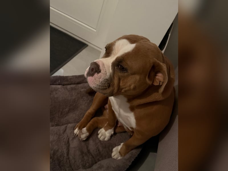 Wunderschöne, 3-jährige Old English Bulldog Hündin sucht ein liebevolles Zuhause