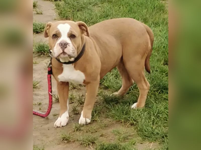 Wunderschöne, 3-jährige Old English Bulldog Hündin sucht ein liebevolles Zuhause