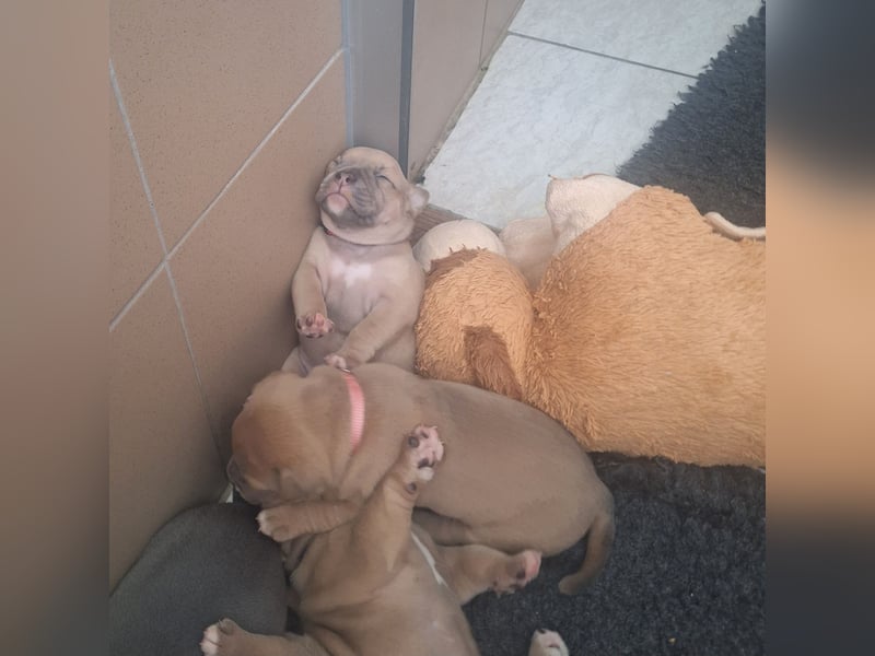 Old English Bulldog Welpen mit Ahnentafel