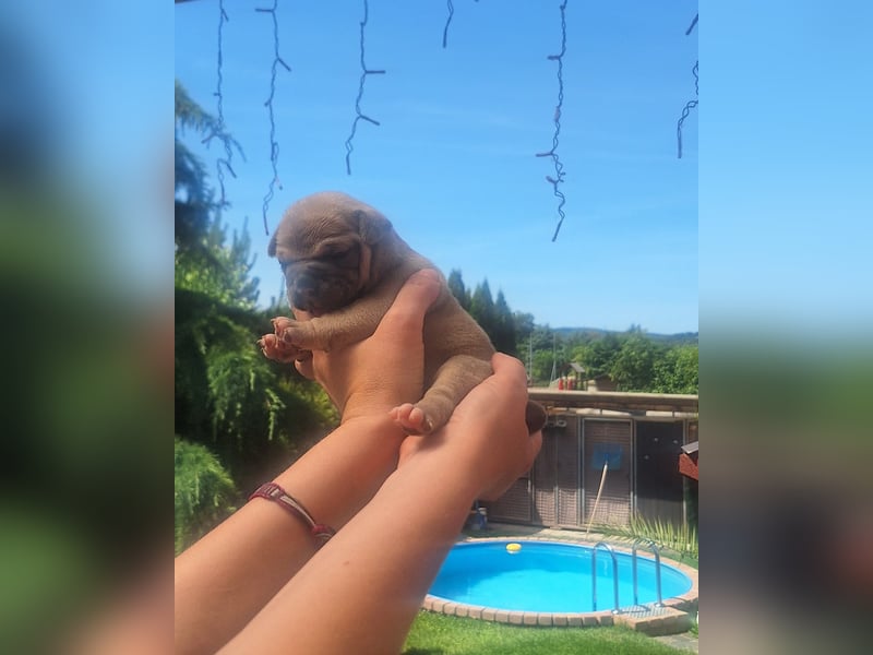 Old English Bulldog Welpen mit Ahnentafel
