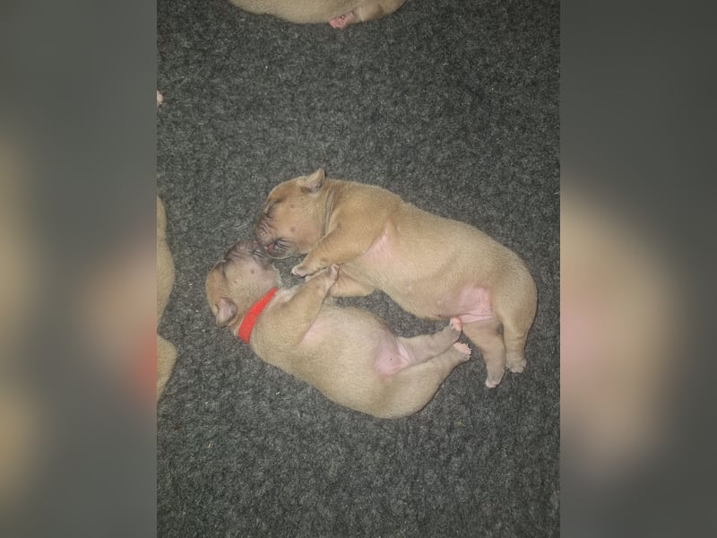 Old English Bulldog Welpen mit Ahnentafel