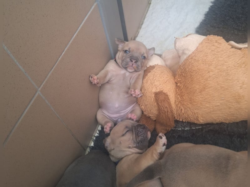 Old English Bulldog Welpen mit Ahnentafel