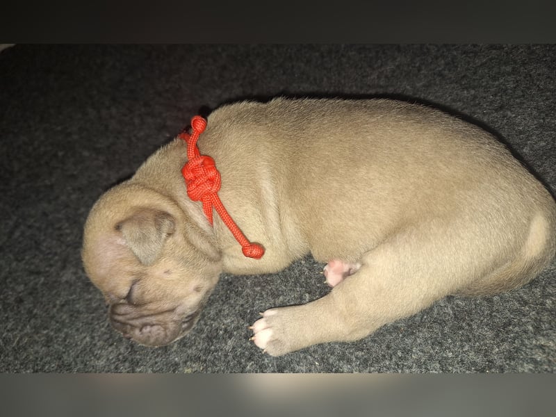 Old English Bulldog Welpen mit Ahnentafel