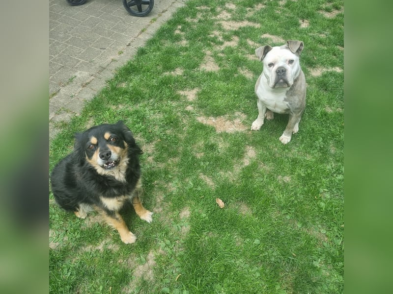 2 liebevolle Hunde abzugeben