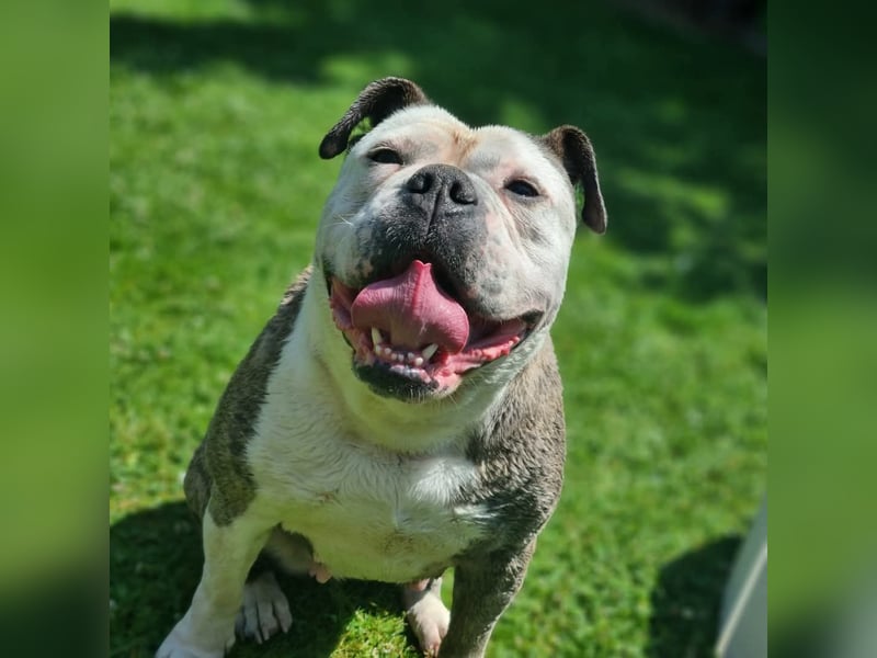 2 liebevolle Hunde abzugeben