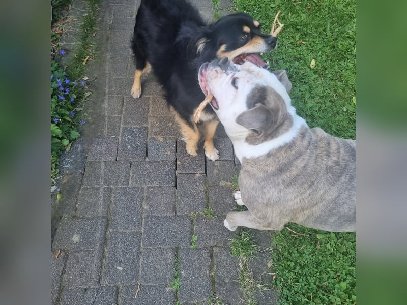 2 liebevolle Hunde abzugeben