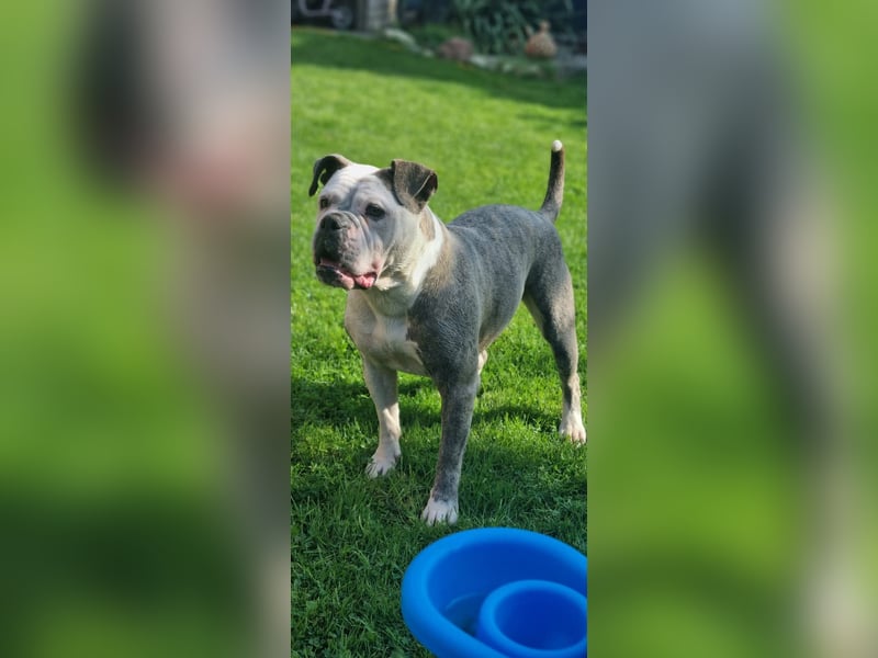 2 liebevolle Hunde abzugeben