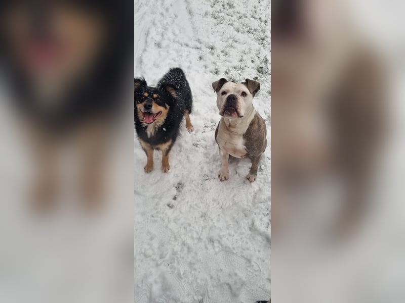 2 liebevolle Hunde abzugeben
