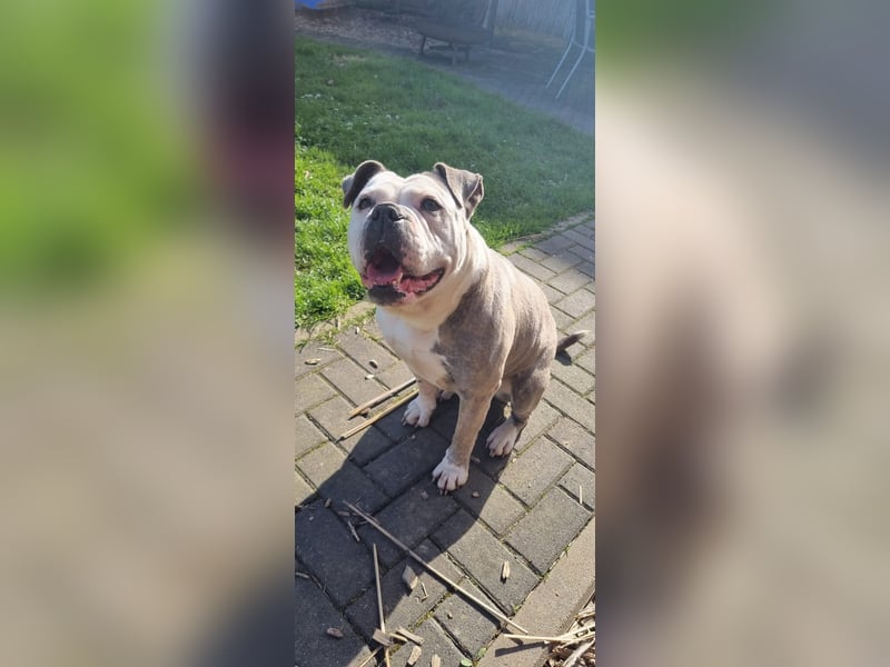 2 liebevolle Hunde abzugeben