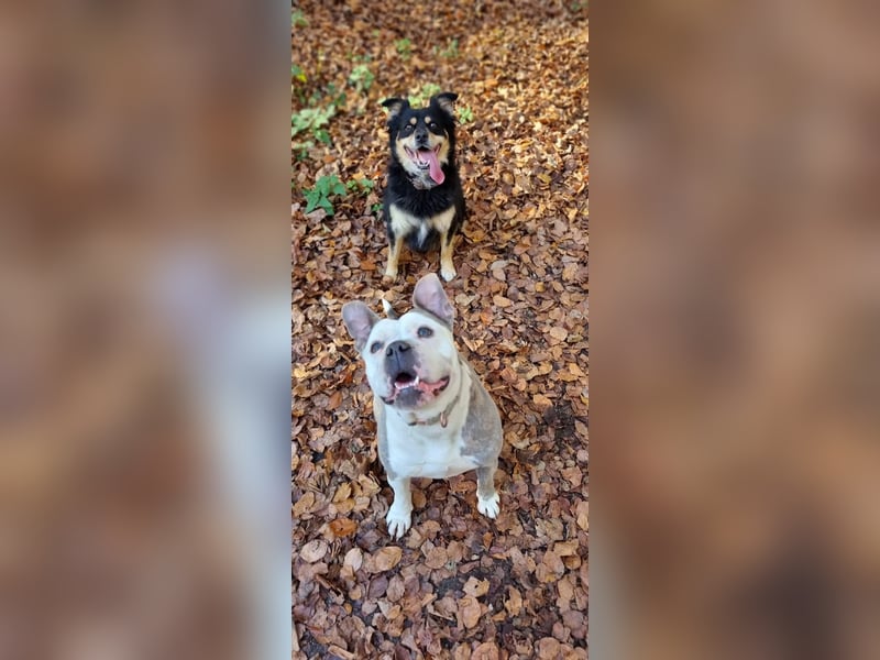 2 liebevolle Hunde abzugeben