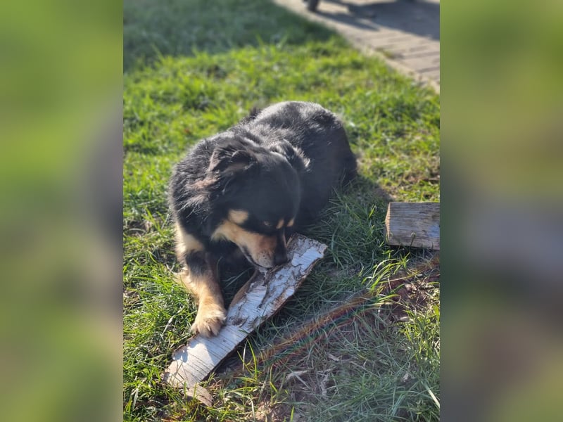 2 liebevolle Hunde abzugeben