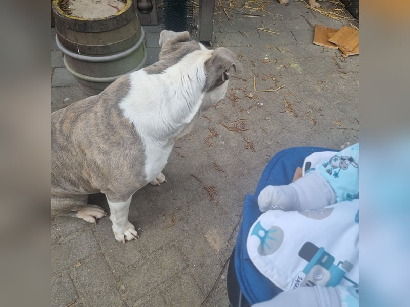 2 liebevolle Hunde abzugeben
