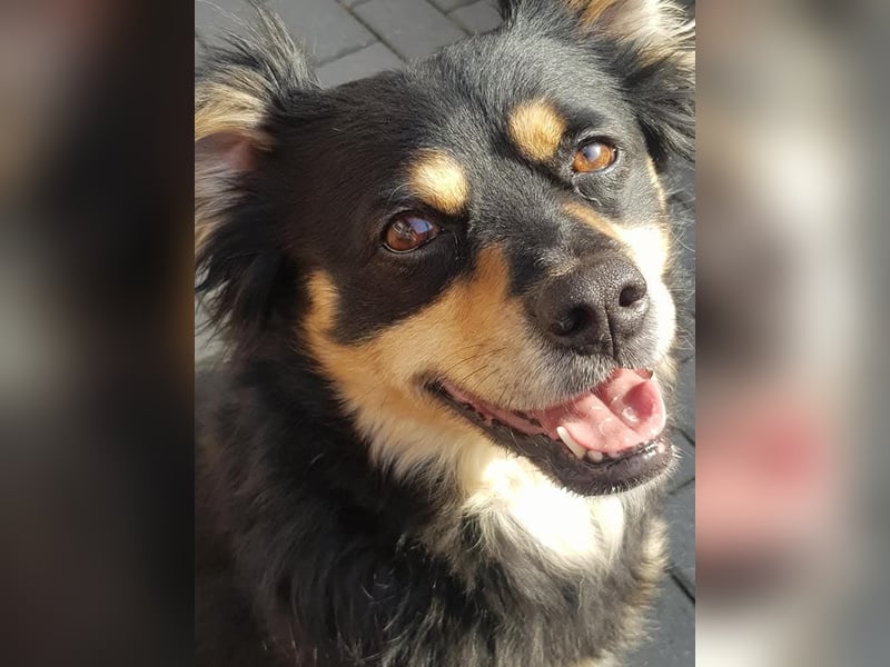 2 liebevolle Hunde abzugeben