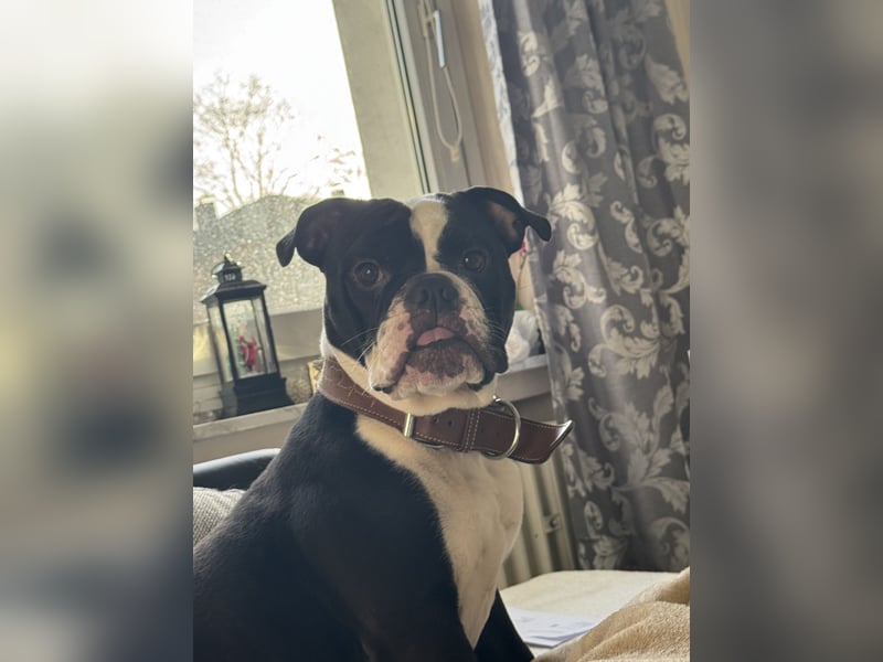 Liebevolle OEB Hündin “Diva” sucht neues Zuhause
