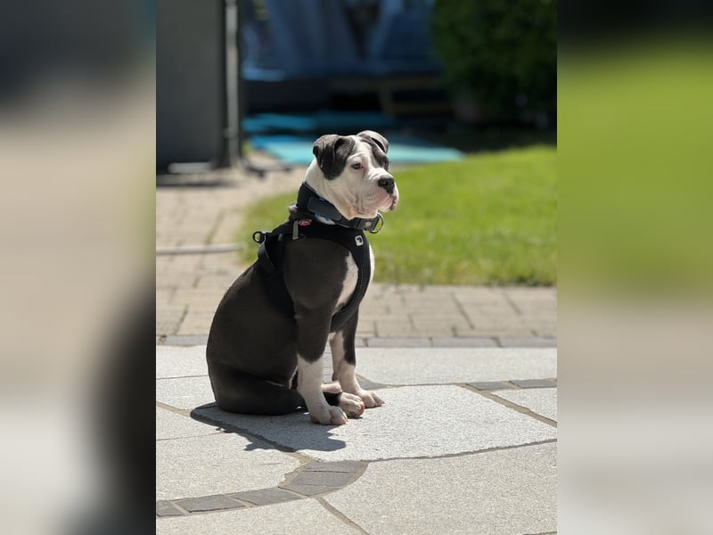 Old English Bulldog Hündin