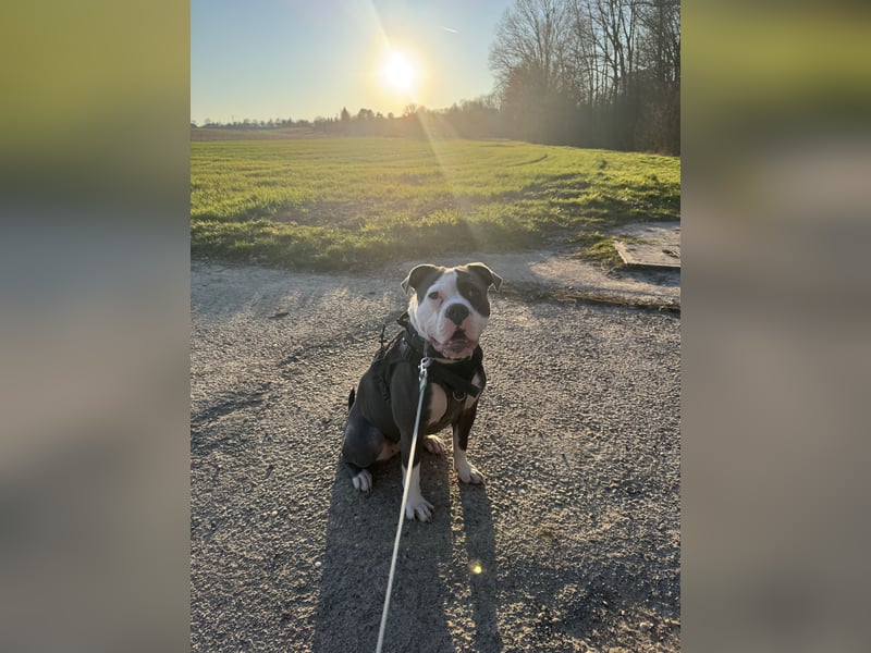 Old English Bulldog Hündin