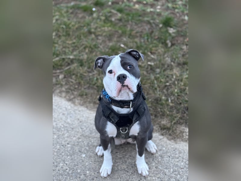 Old English Bulldog Hündin