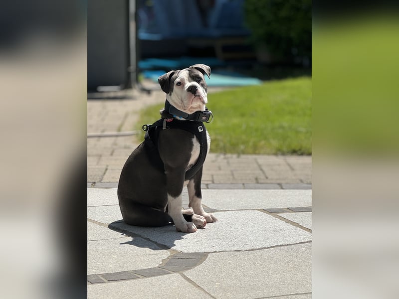 Old English Bulldog Hündin
