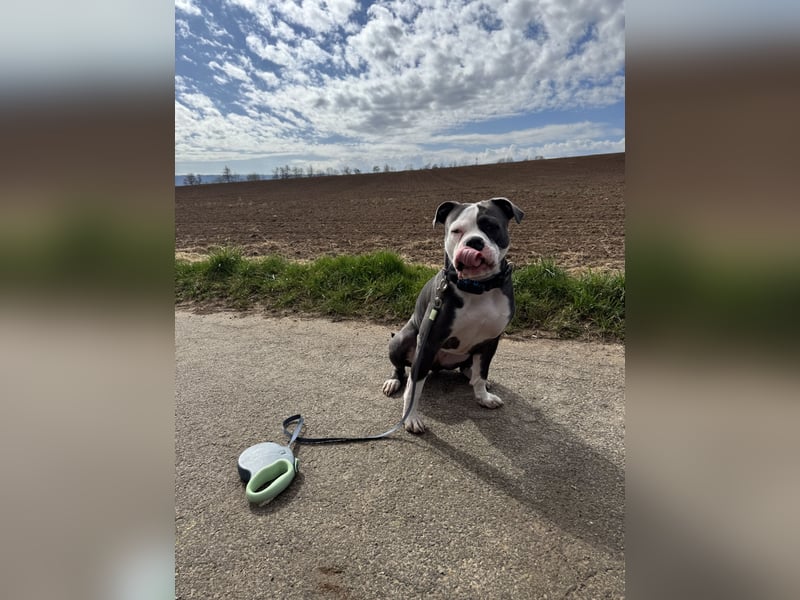Old English Bulldog Hündin