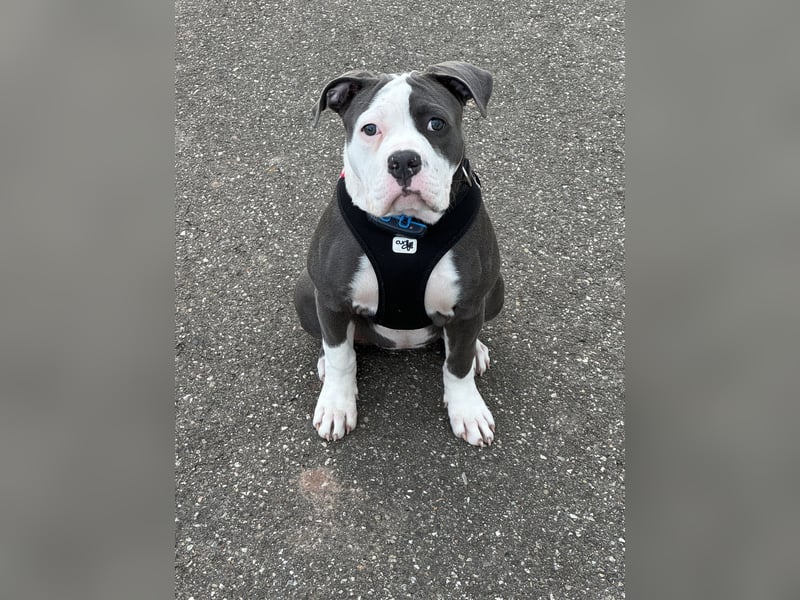 Old English Bulldog Hündin
