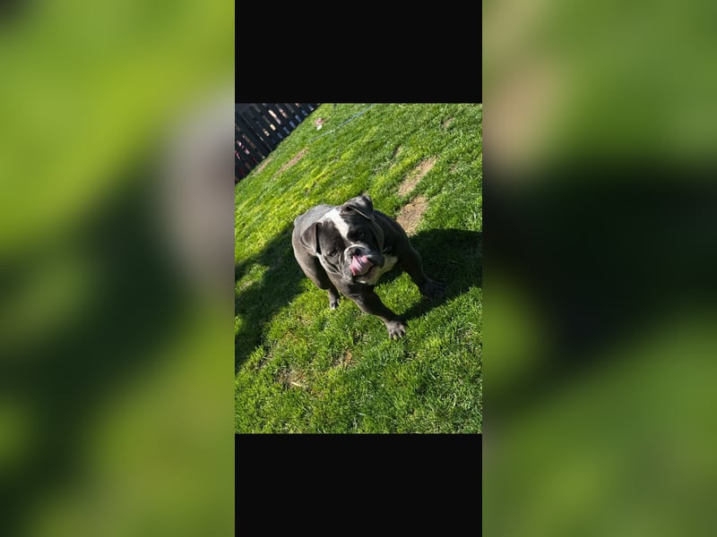 Old English Bulldog Dame