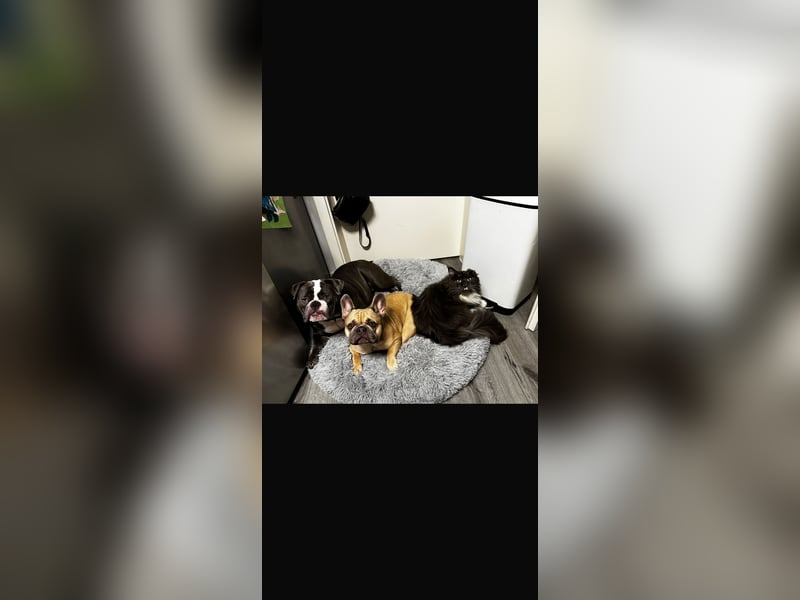 Old English Bulldog Dame