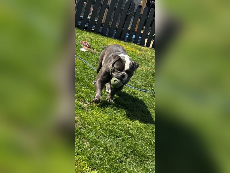 Old English Bulldog Dame