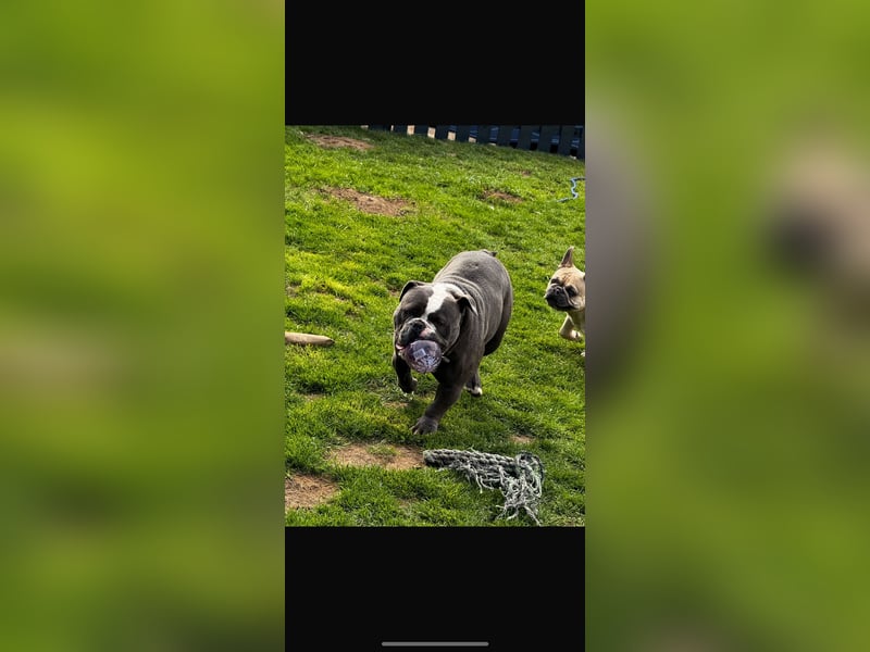 Old English Bulldog Dame