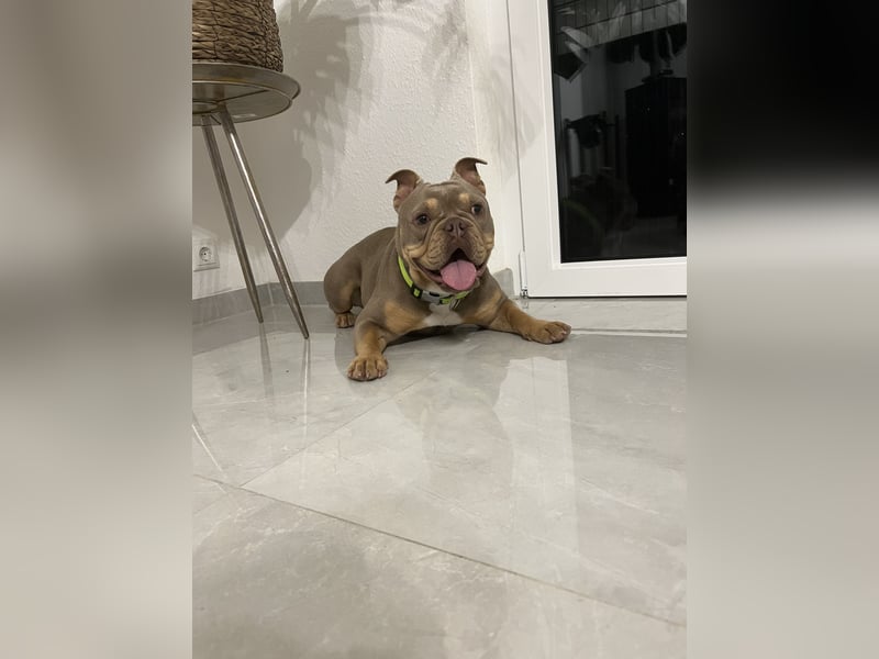 Old english pocket Bulldog
