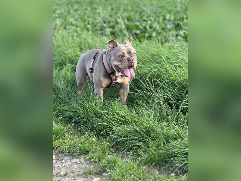 Old english pocket Bulldog